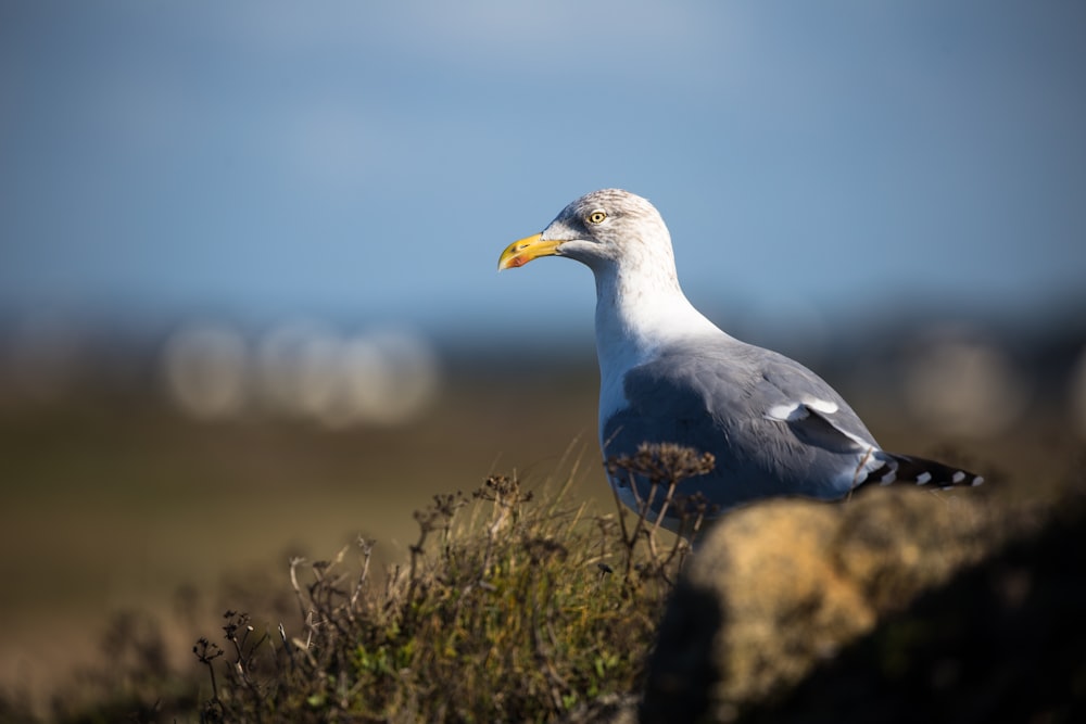 gray and white pigeon