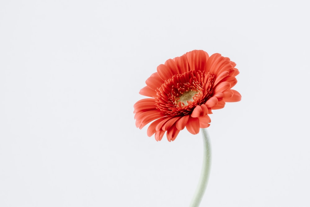 orange daisy flower