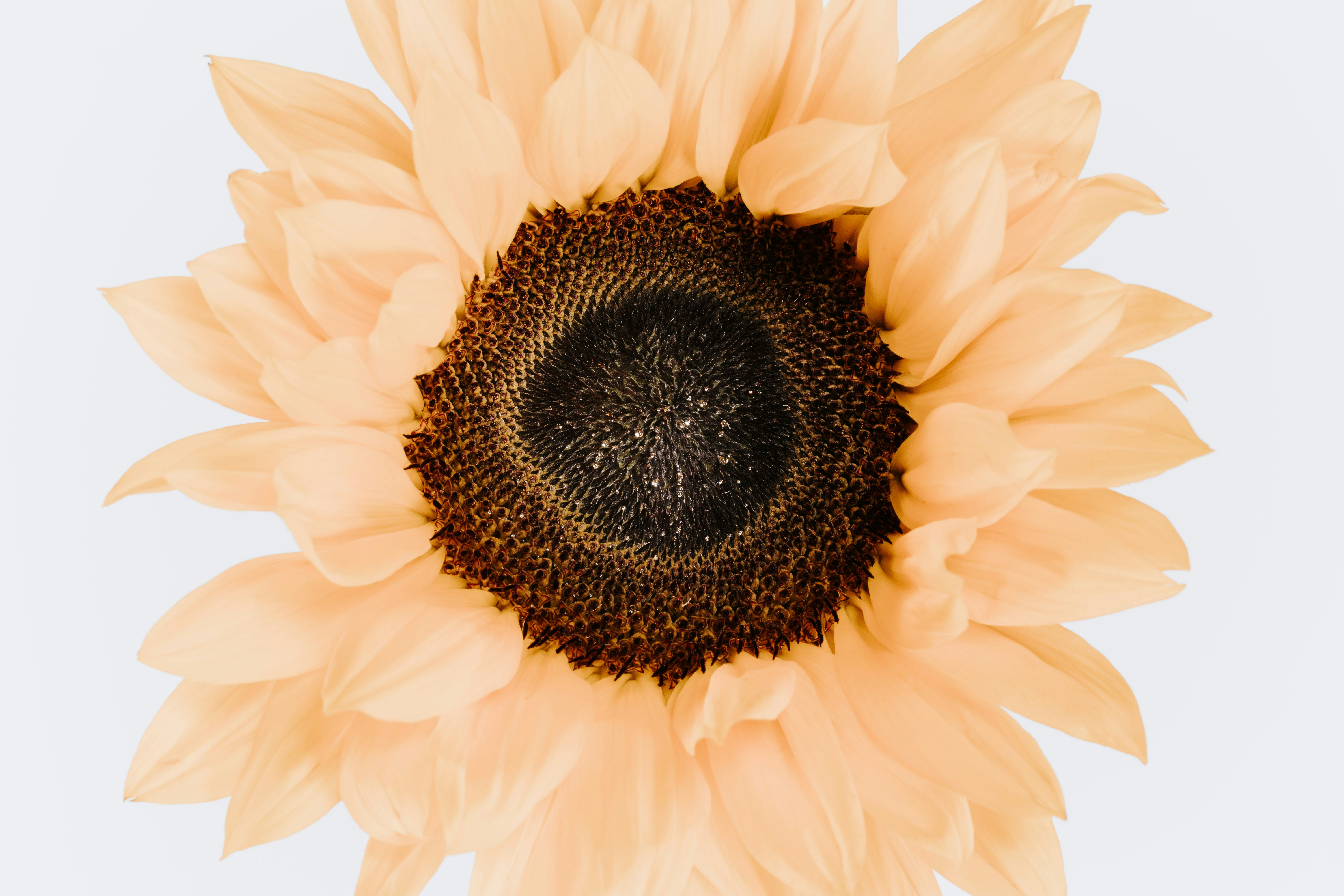 Photo by pawel_czerwinski