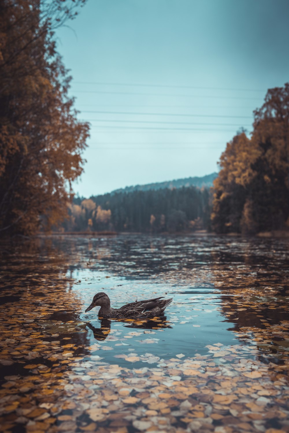 duck on body of water