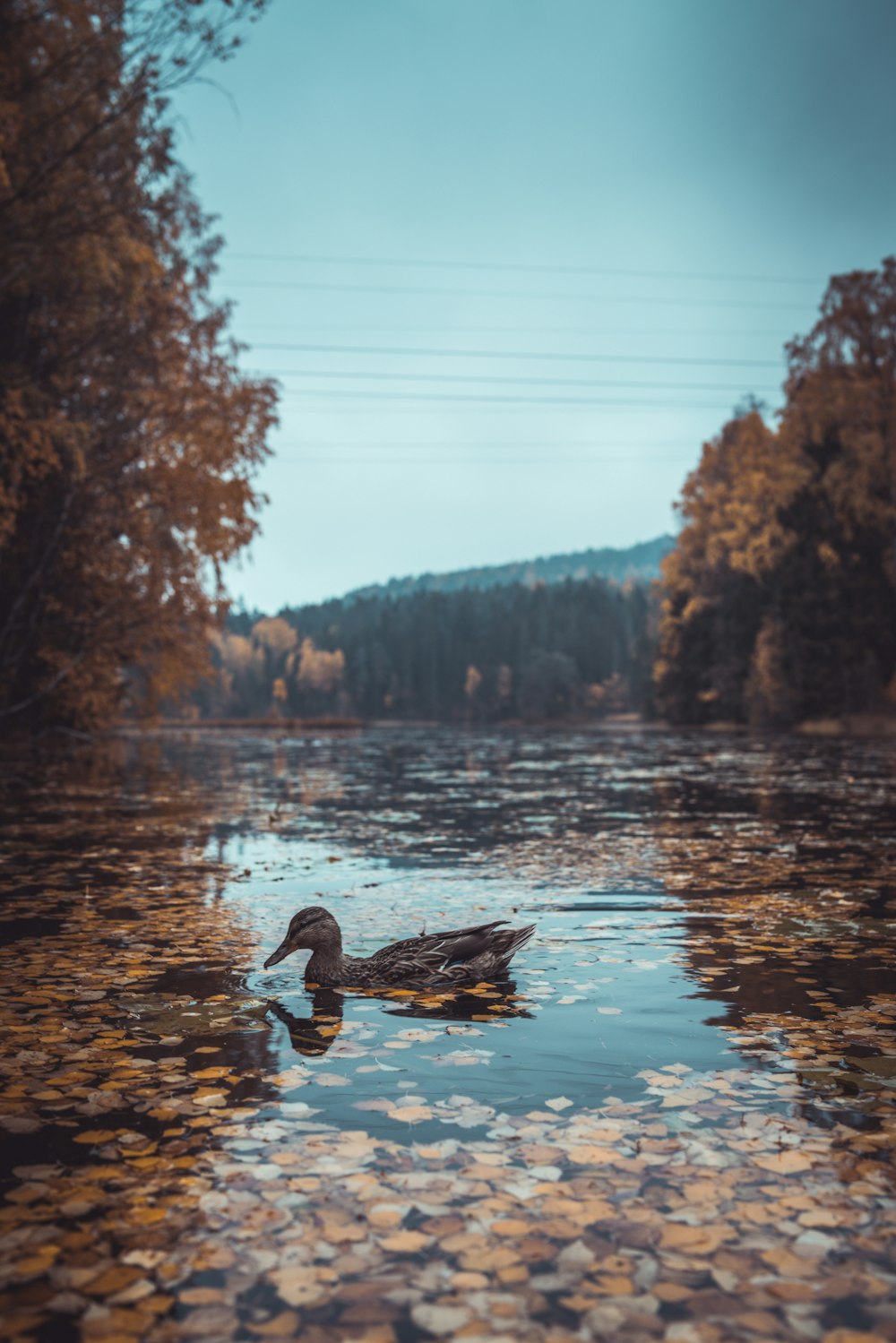 canard sur plan d’eau