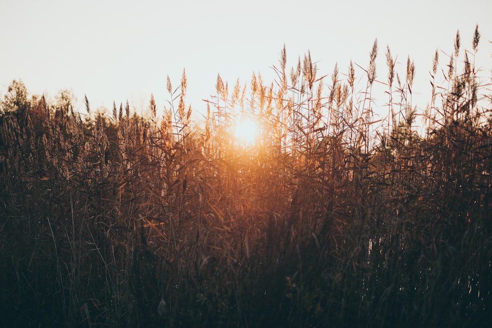 photo of brown grass field under white sky at daytime