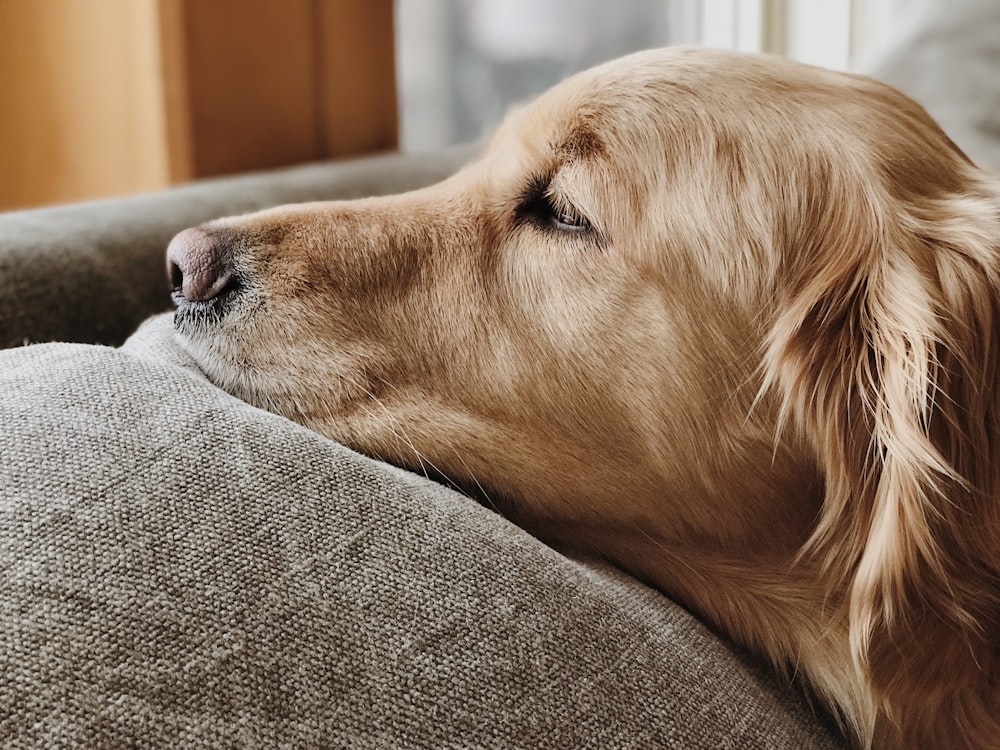 dog lying on brown fabric surface