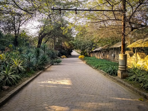 A peaceful pathway lined with diverse greenery and trees.