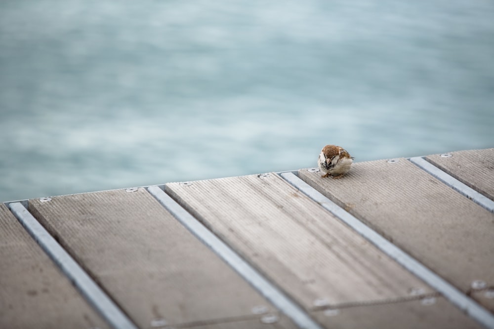 brown and white bird on wooden slab