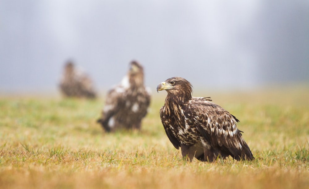 brown bird on grass