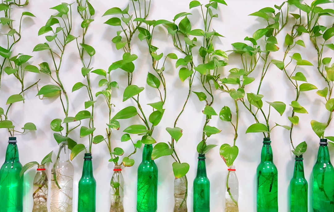 green leafed plants