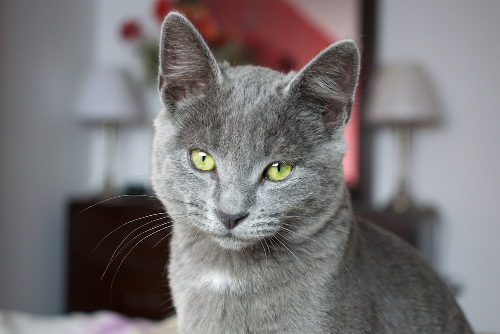 Fotografía de enfoque selectivo del gato azul ruso