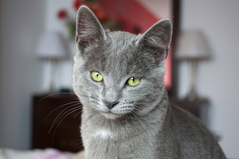 selective focus photography of russian blue cat