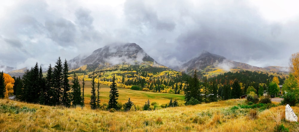 plant field beside trees and mountain