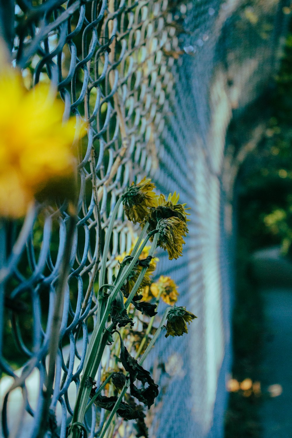 yellow flowers near fence