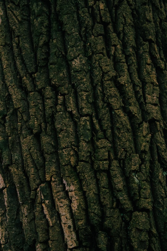 close view of tree bark in Friendship Heights United States