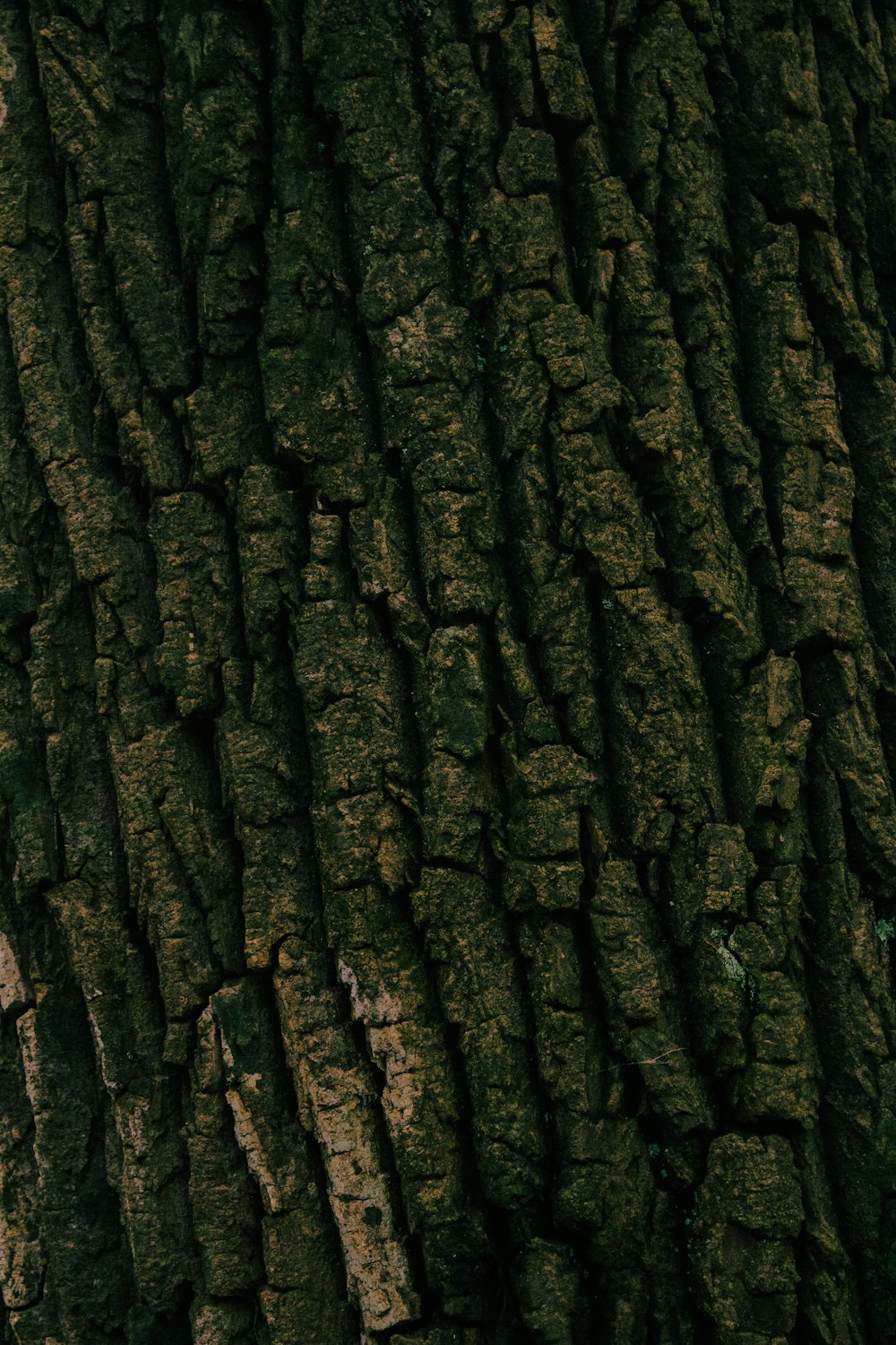 close view of tree bark