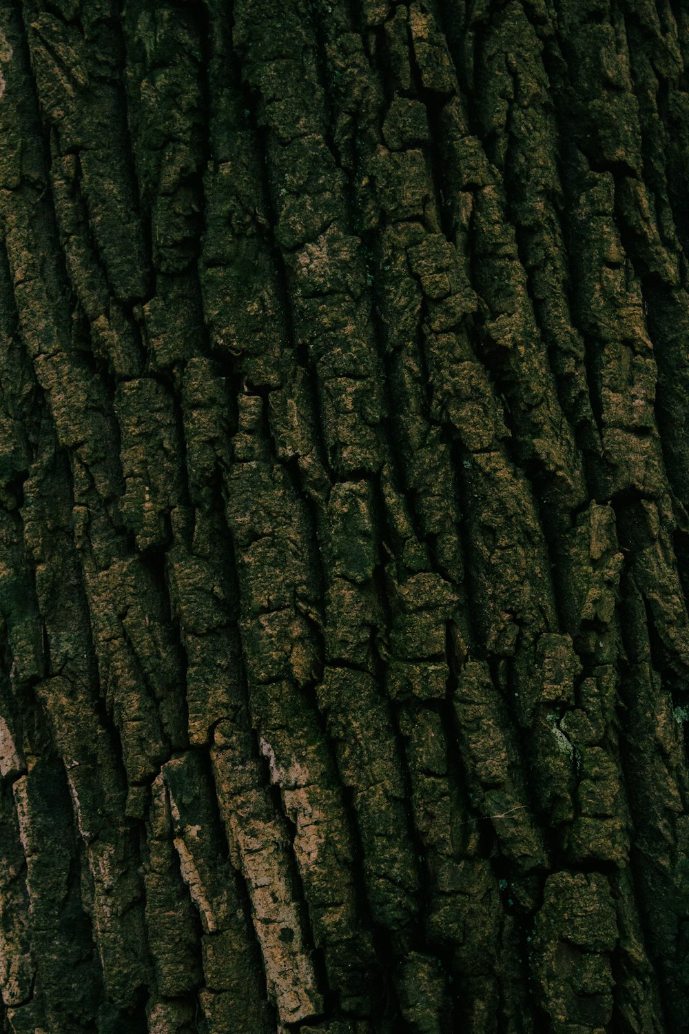 Vue rapprochée de l’écorce de l’arbre