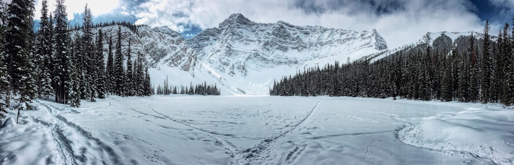 snow field between forest