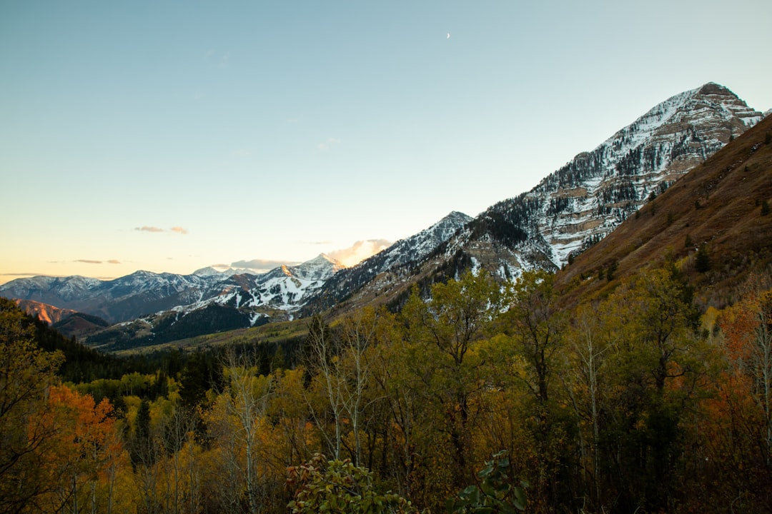 green trees near snow covered mountain during daytime