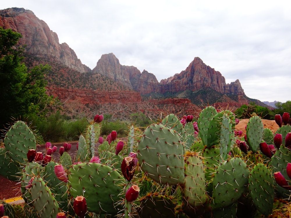 Cactus vert près de Rocky Mountain pendant la journée