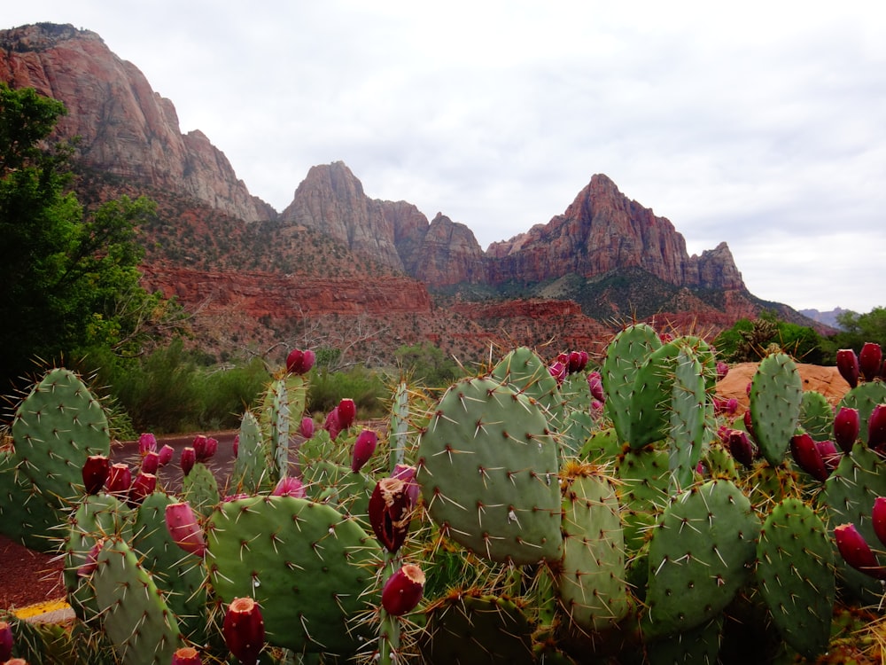 Cactus verde junto a las Montañas Rocosas durante el día