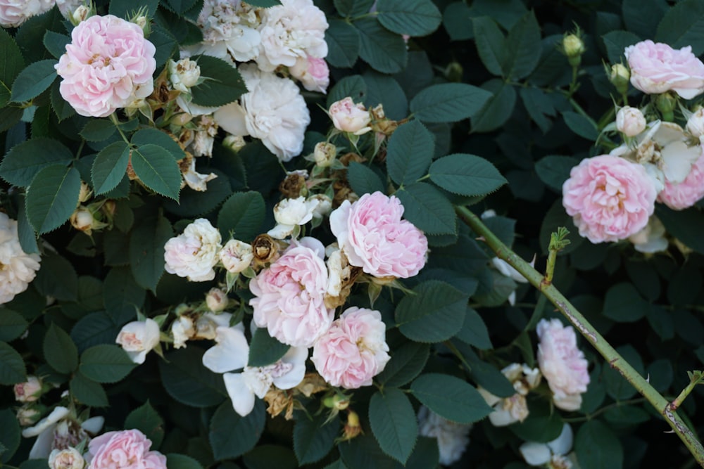 pink and white flowers with green leaves