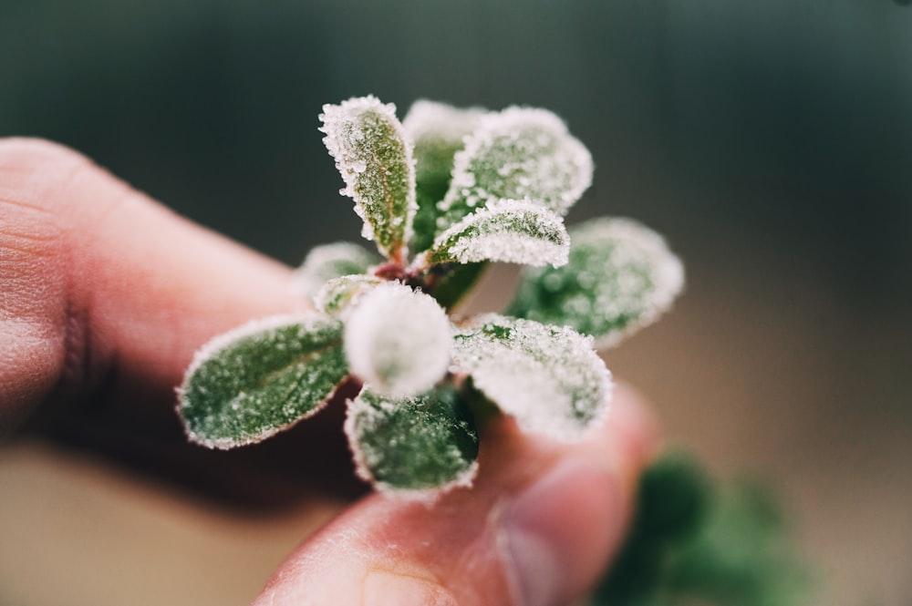 緑の植物を手にする人物のセレクティブフォーカス撮影