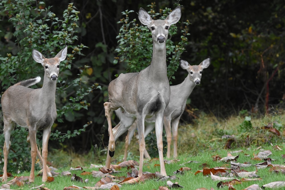 three gray deer on green field near trees