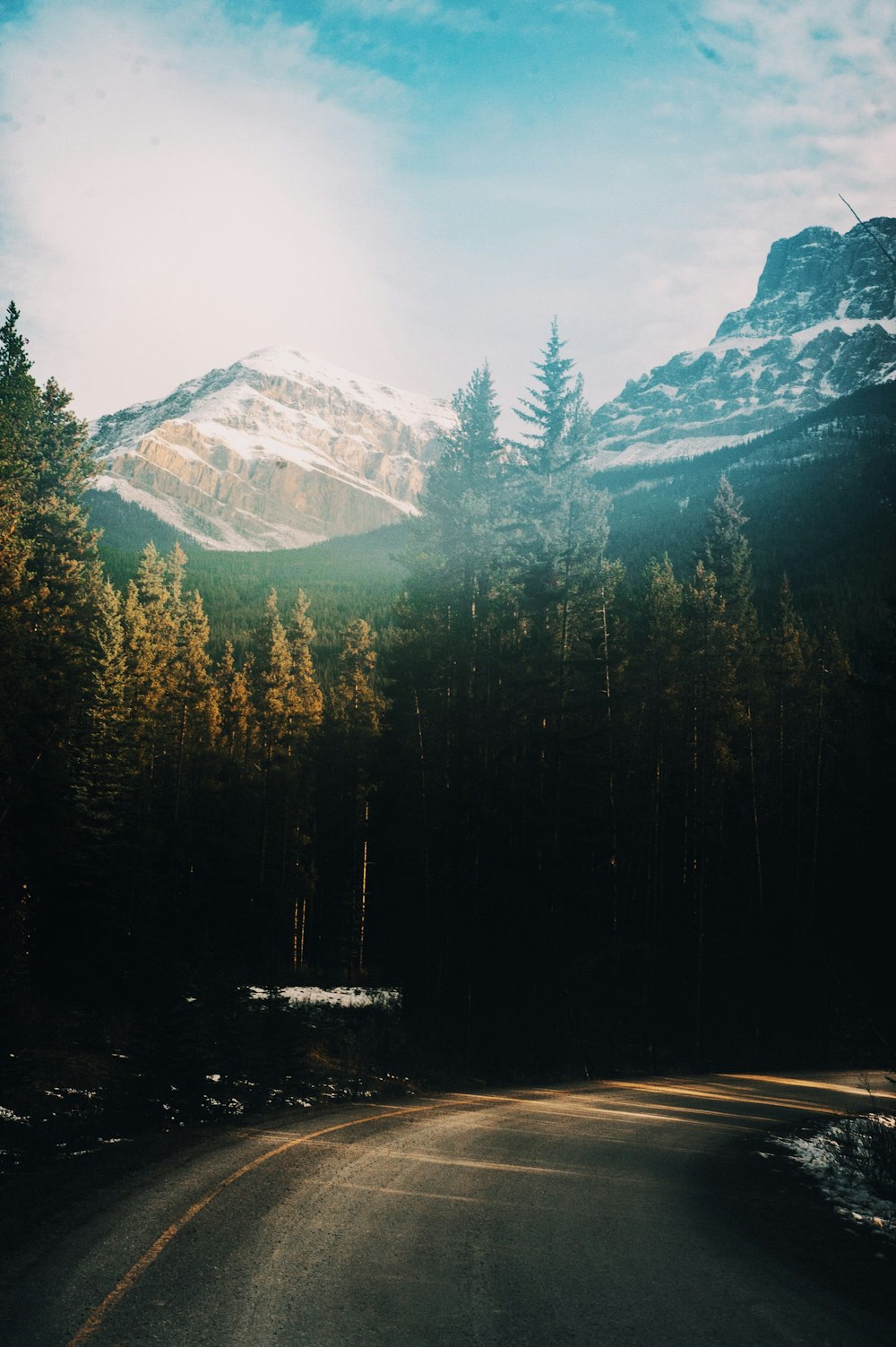 green pine trees near road during daytime