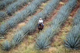 The Choosy Traveller: Tequila vs Mescal man riding horse on green agave plants field