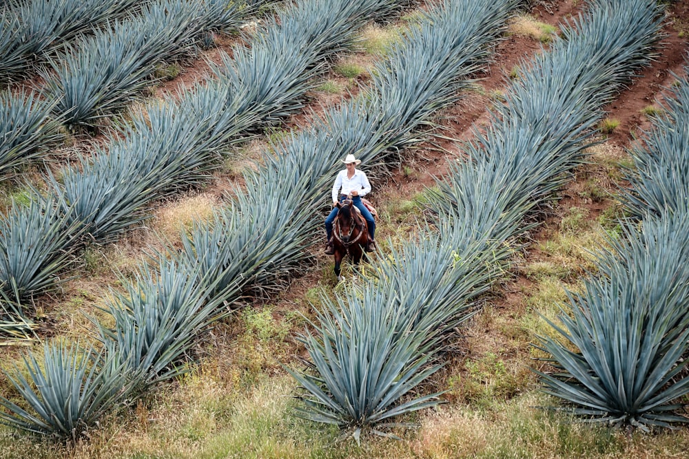 uomo che cavalca il cavallo sul campo verde delle piante dell'agave