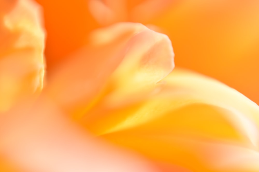 uma visão de perto de uma flor amarela