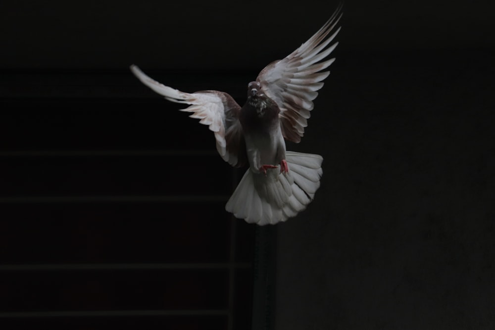 flying white and brown pigeon