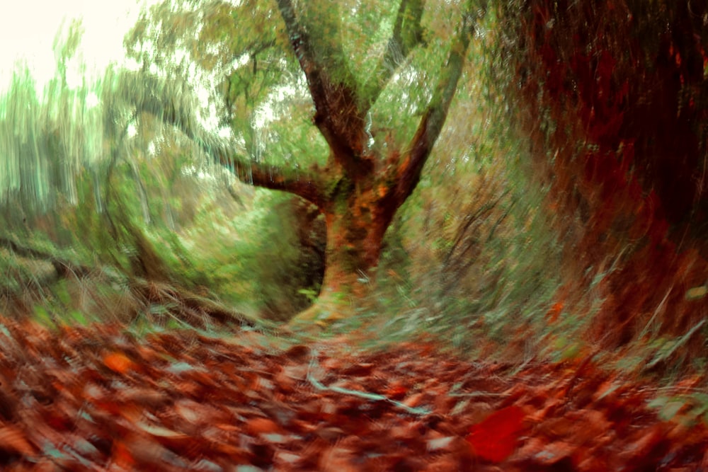 selective focus photo of tree trunk