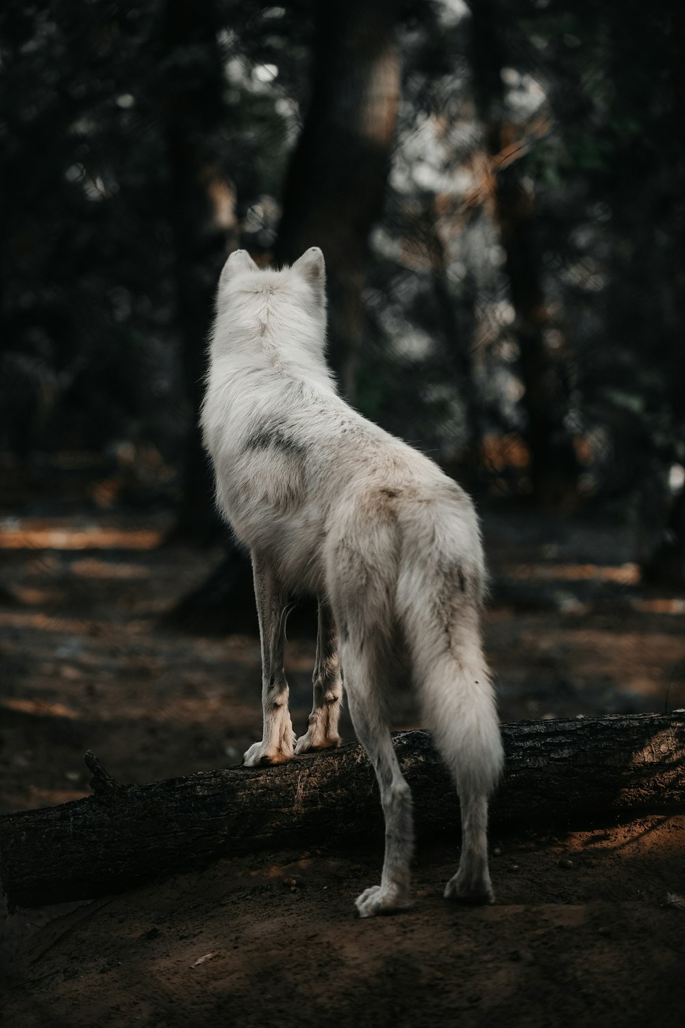 adult white dog in forest