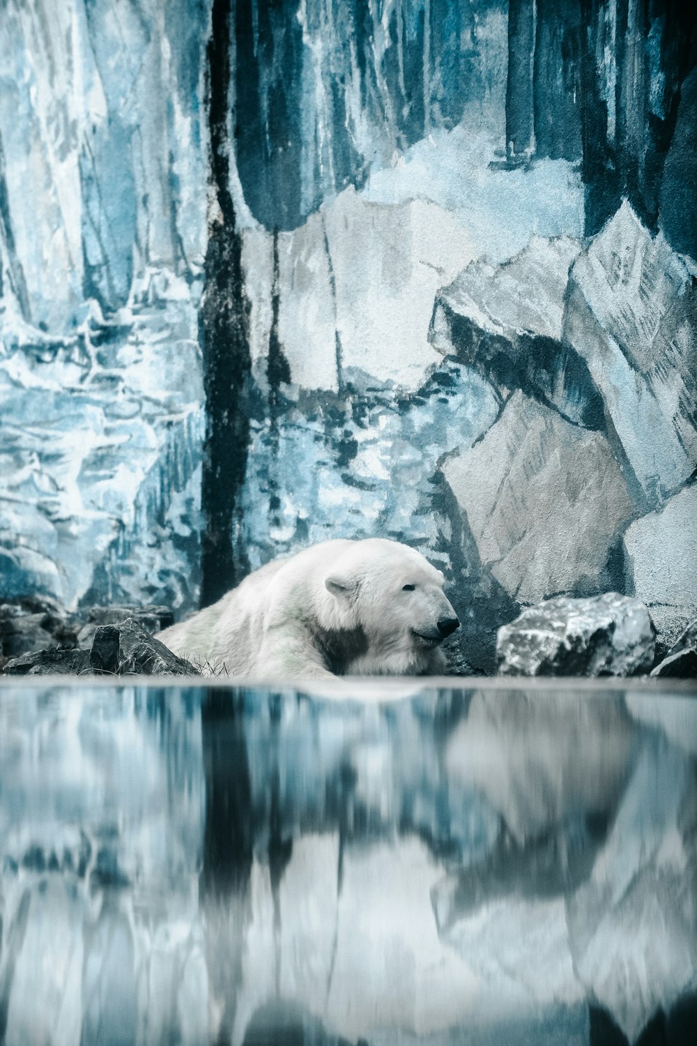 polar bear near rocks
