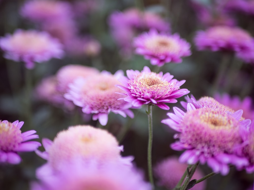 selective focus photography of purple petaled flower