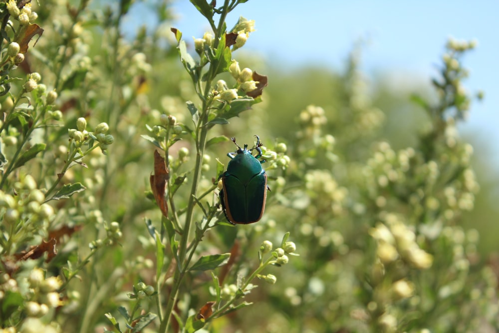 Fotografia selettiva della messa a fuoco dello scarabeo verde sui fiori bianchi