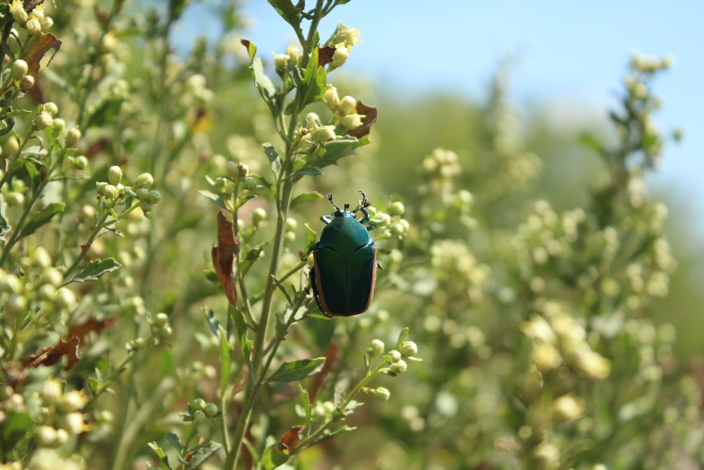 selective focus photography of green beetle on white flowers
