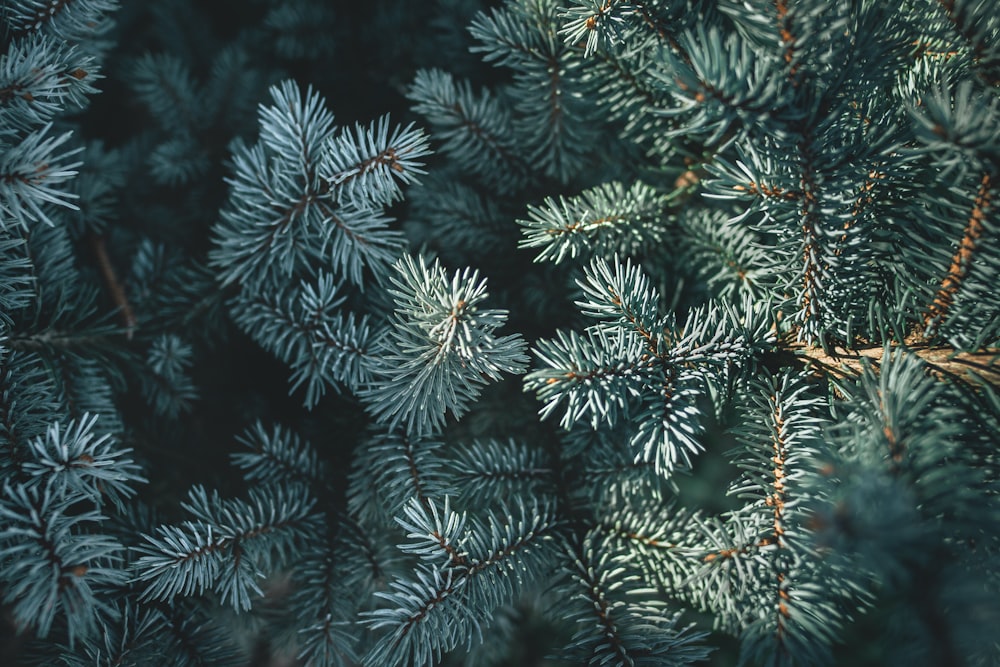 green leafed plants