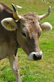 A close-up of a brown cow with prominent horns, standing on a grassy field. The cow has tags on its ears and a leather strap around its neck. The background is a lush green pasture with some stones visible.