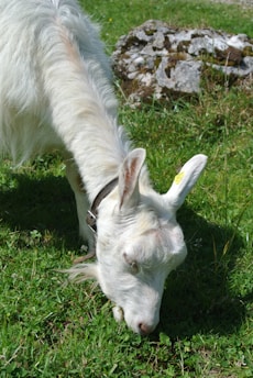 A white goat with a collar grazes on green grass in a pastoral setting, with some rocks visible in the background.