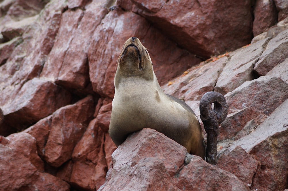 brown seal standing on brown rock