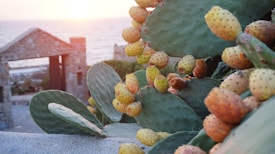 Close-up of a prickly pear cactus with ripe fruits in a warm, coastal setting. The sun is setting over a distant sea, and an old stone archway is visible in the background, adding a rustic charm.