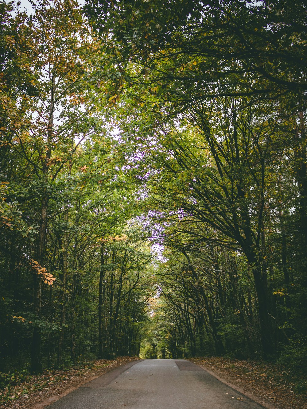 road in forest