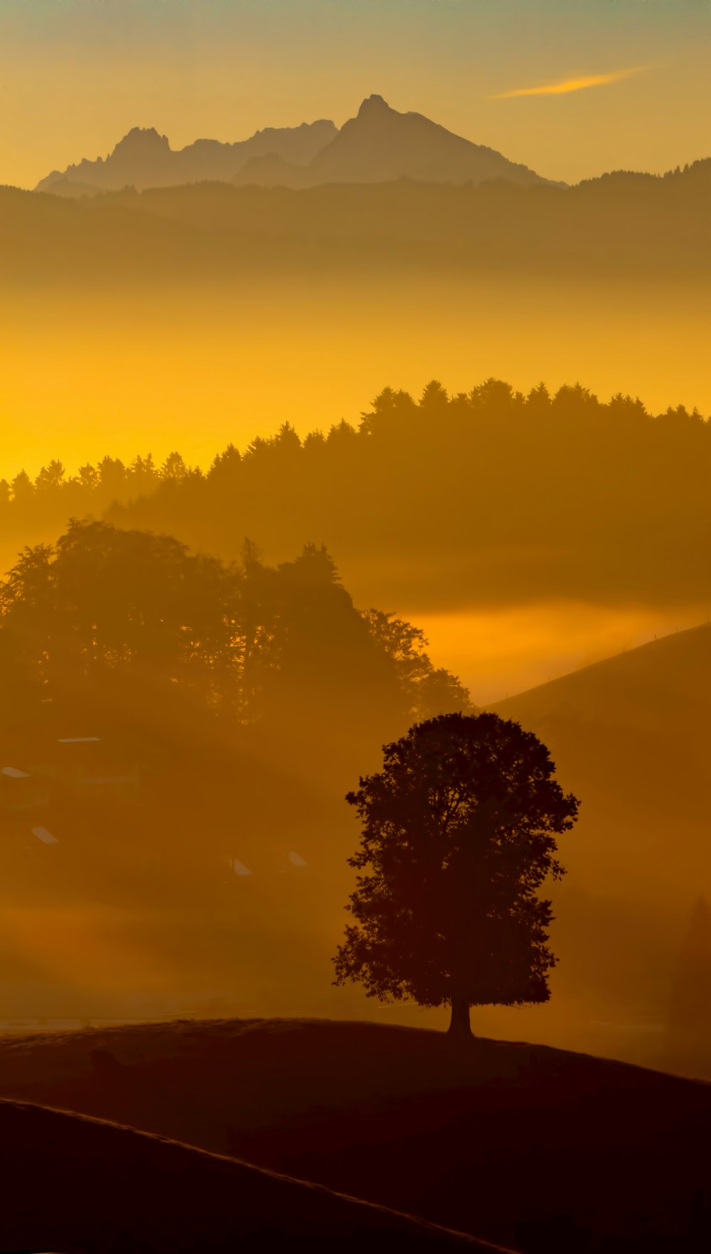 forest surrounded by fogs during daytime