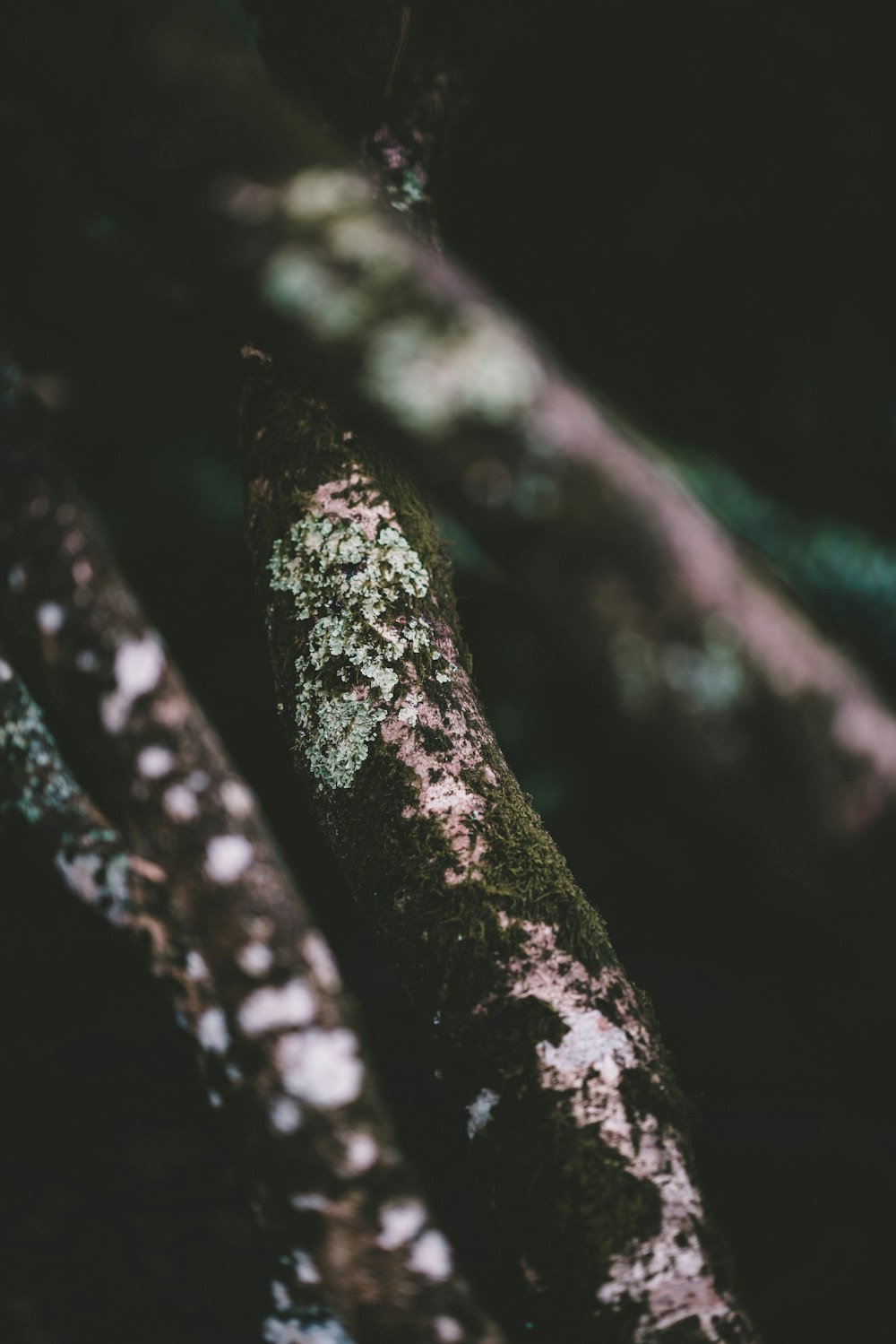 selective focus of tree branch