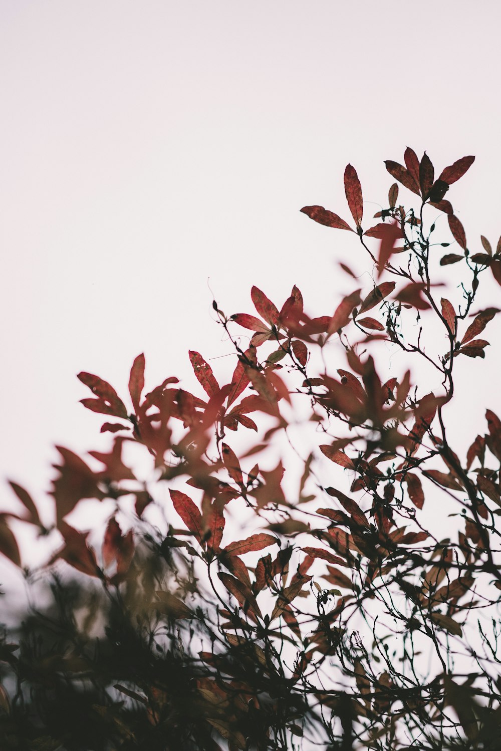 low-angle photography of red and green leaves