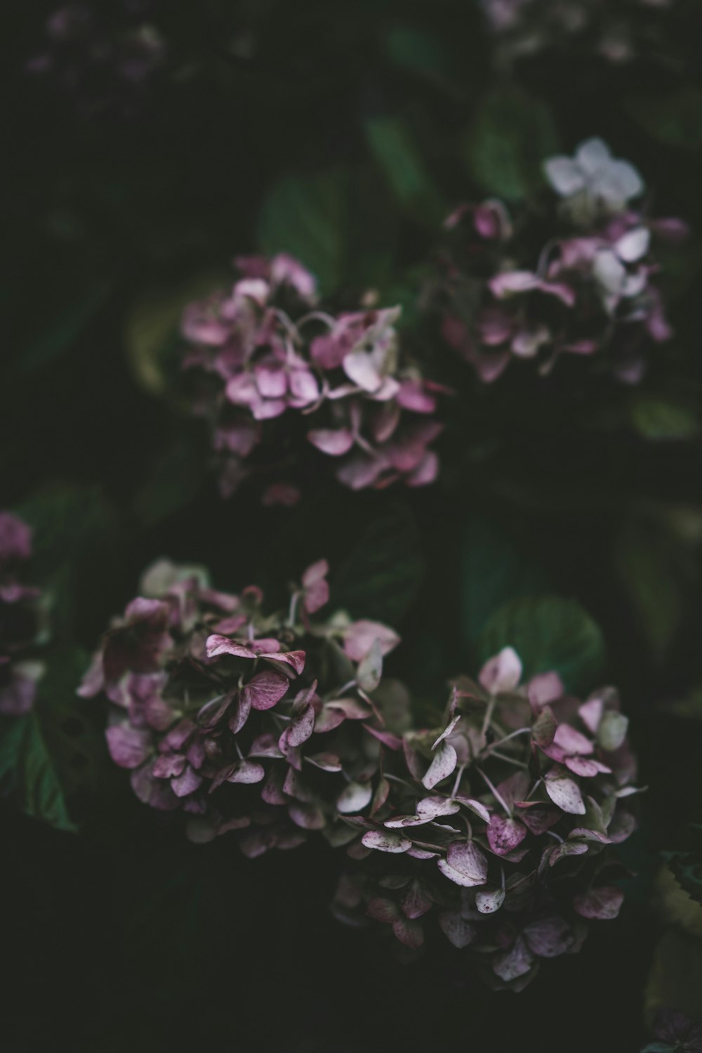 보라색 꽃잎이 달린 꽃의 선택적 초점 사진
