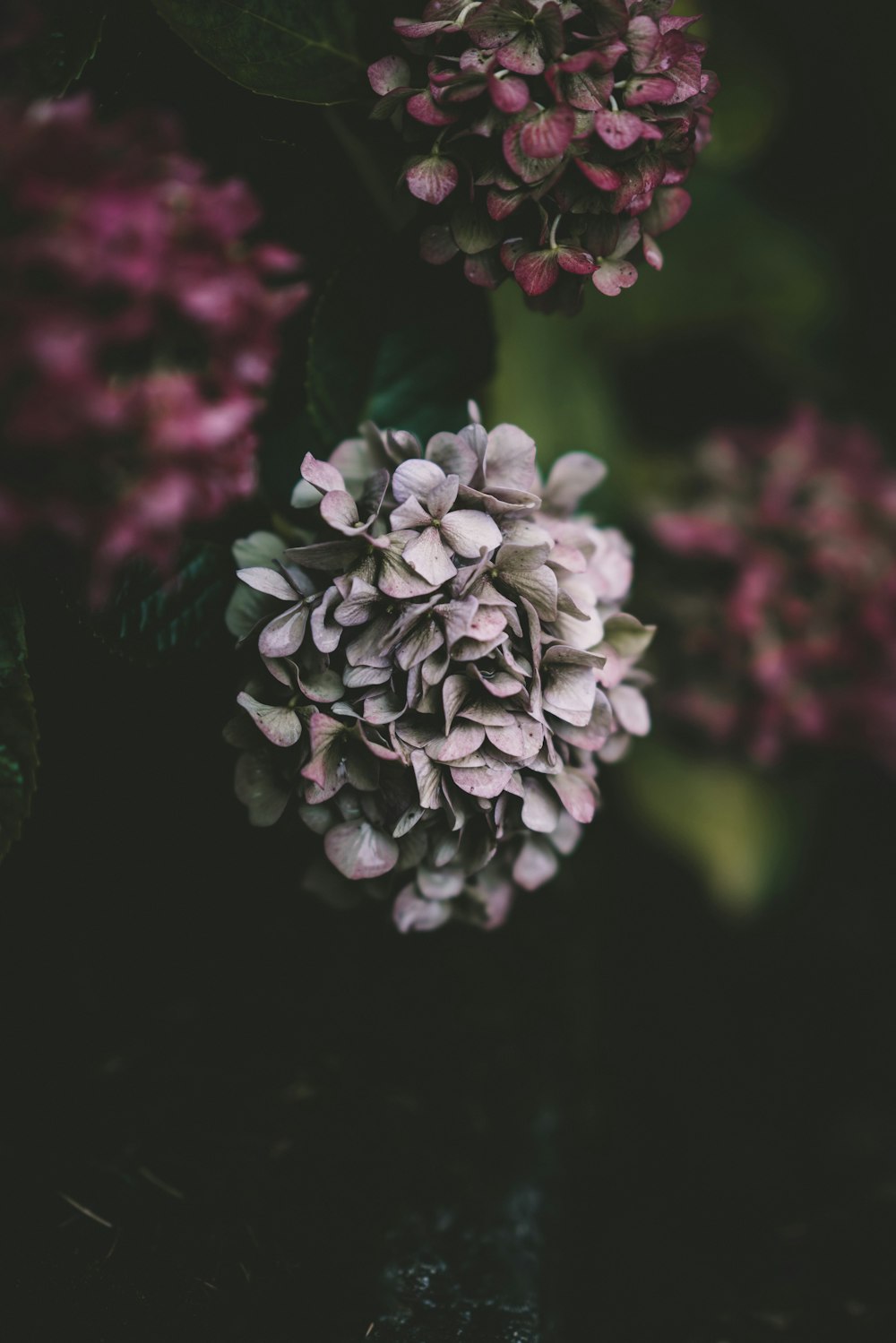 white and grey petaled flower