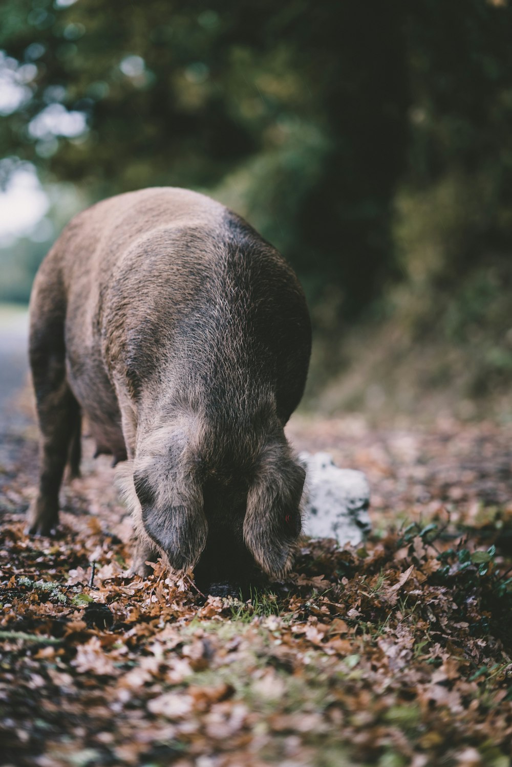 black piglet on brown surface