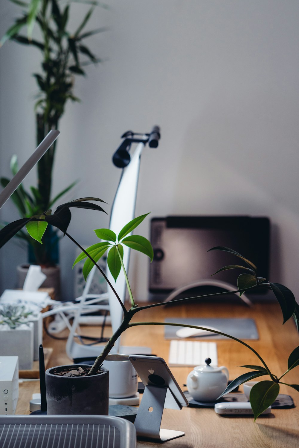 shallow focus photo of plant inside room near iPhone