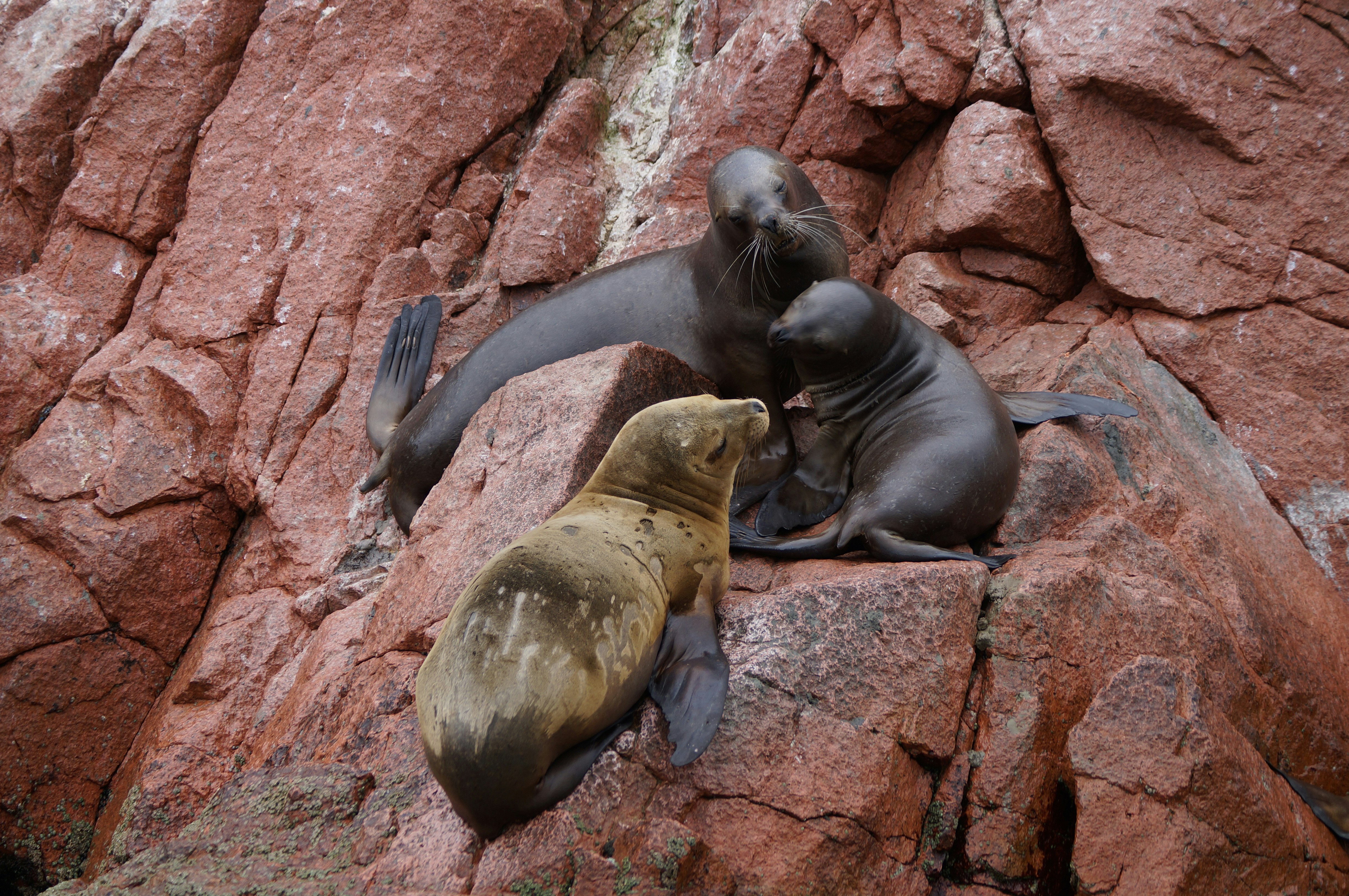 three seals on rock formation
